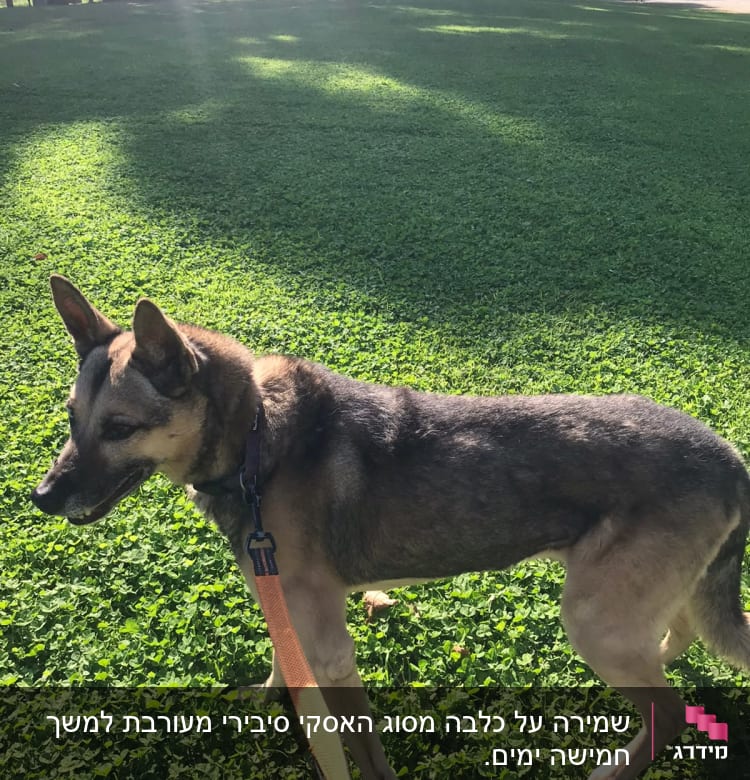 כלב עם רצועה כתומה עומד על דשא ירוק